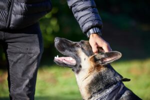 Can You Sue for a Dog Bite in Connecticut